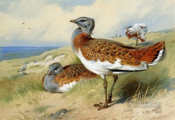 Archibald Thorburn Painting - Great Bustards Archibald Thorburn bird